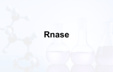 Ribonucleases (RNases)