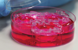 Polystyrol-Einsatzhalter für 3D-Kulturen – Alvetex Scaffold