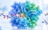 Enterokinase