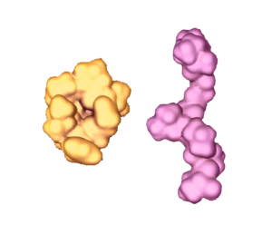 Die Topologie spielt eine Rolle: Zyklische Peptide durchdringen die Hautmembran leichter als lineare Analoga