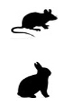 Maus - Kaninchen