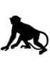 Affen-RNA