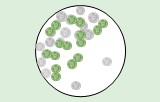 Proliferationsassays