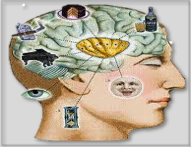 Systemische Neurowissenschaft
