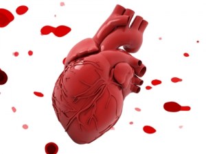 Humane Proben für Ihre kardiovaskuläre Forschung: Zellen, Gewebe und Schnitte