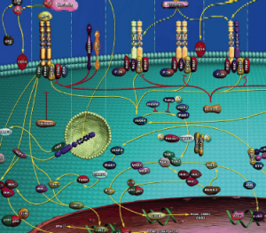 Toll-Like Receptors (TLR)