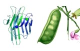 Concanavalin A (Jackbean) (Con A)