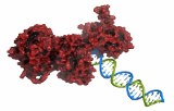 DNA polymerases