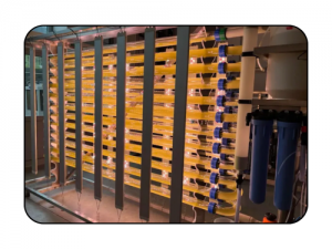 Dienstleistungen zur Expression rekombinanter Proteine auf Basis von Mikroalgen