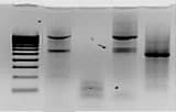 Western blot products