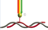 Sonden für die In-situ-Hybridisierung