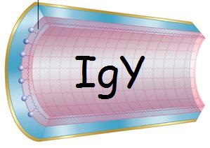 Specific IgY purification