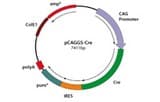 Recombinase expression plasmids