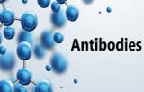Affinity resins for antibodies