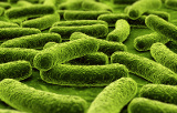 Bacteria detection kits