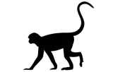 Primate