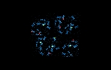 Fluorescence In Situ Hybridization