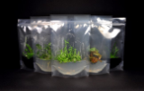 Culture bags for plant tissue culture