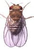 Anti-Drosophila