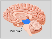 Mid- brain