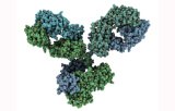 CE/IVD Primary antibodies for immunohistochemistry