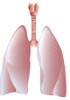 Rat Primary cells - Pulmonary system