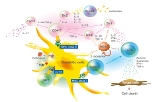 SARS-CoV-2 - Tetramers for research and development