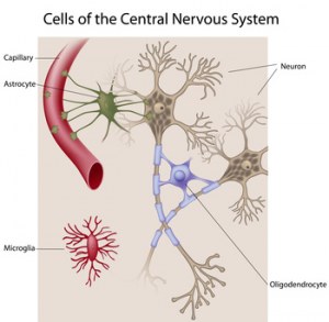 Primary Cells from human normal adult brain