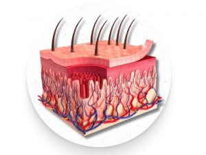 Human Skin Materials for Dermatology Research