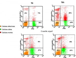 Cytometry conjugated CD antibodies