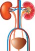 Human primary cells - Urinary system