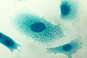 Cell growth determination kit
