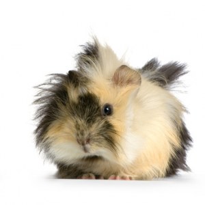 Guinea Pig polyclonals production