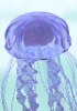 Jellyfish collagen