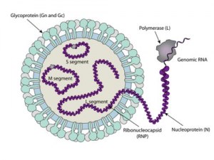 Hantaan Virus (HTNV) – Virology, Epidemiology, and Advanced Research Tools