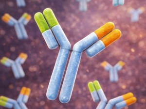 Functional Grade In Vivo Antibodies