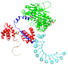 Nod-Like Receptors (NLR)