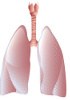 Pulmonary system