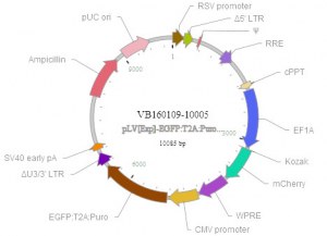 Viral vector Construction