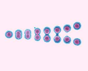 Tipos de células madre
