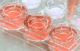 Sistemas de plástico para cultivo celular 3D