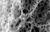 Andamios de poliestireno para cultivo 3D - Alvetex Scaffold