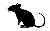 Rata