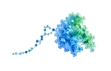 Animal-Free Growth Hormone Recombinant Proteins