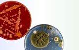 Productos de microbiología