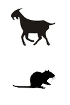 Kits de detección IHC - Tinción doble para tejidos de ratón anti-Goat y Rat IgG