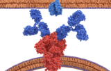 Antibodies and recombinant proteins