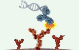Inmuno-PCR