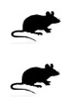 Kits de detección IHC - Tinción doble para tejidos de ratón anti-Mouse IgG