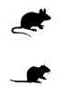 Kits de detección IHC - Tinción doble para tejidos de ratón anti-Mouse IgG